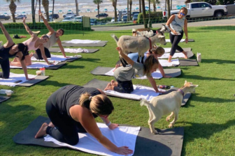 Goat Yoga The San Luis Resort
