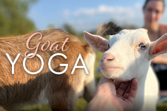 Goat Yoga